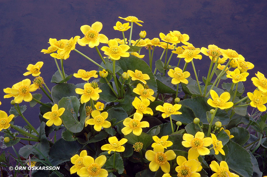 معرفی و راهنمای پرورش گیاهان زینتی - خرغوس